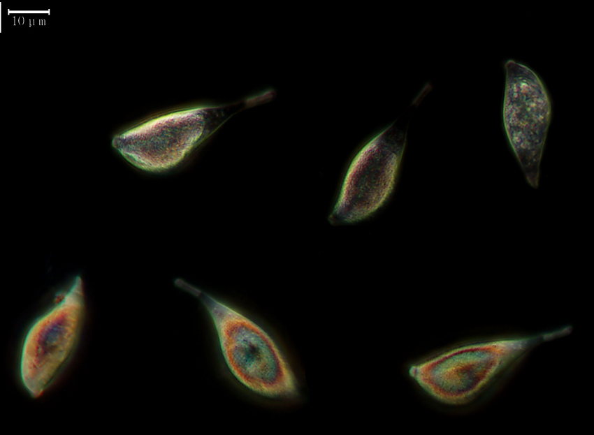 Arrasia rostrata Bernicchia, Gorjón & Nakasone